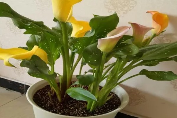 白色马蹄莲有哪些花语，代表纯净、高贵、幸福的爱情