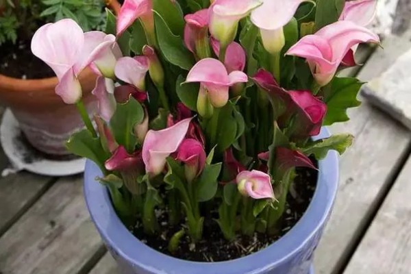 白色马蹄莲有哪些花语，代表纯净、高贵、幸福的爱情