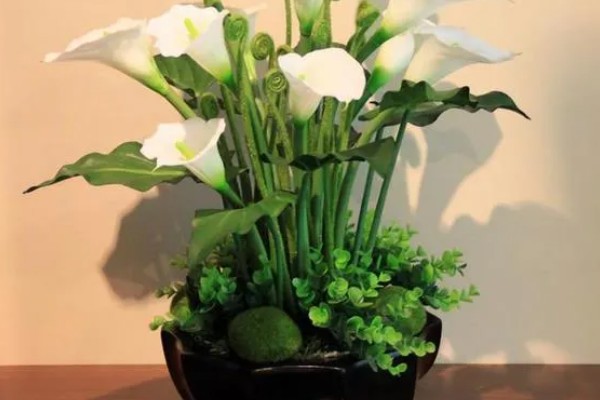 白色马蹄莲有哪些花语，代表纯净、高贵、幸福的爱情