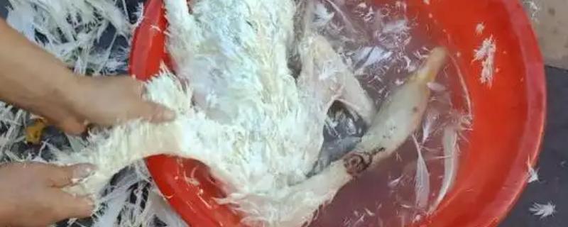 大鹅怎么杀，杀之前灌点白酒