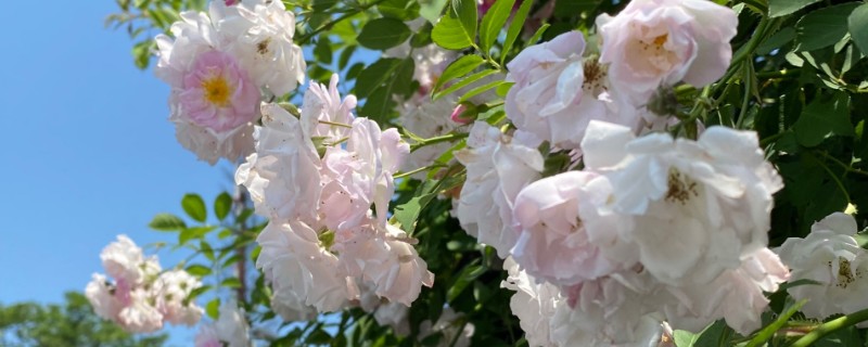 为什么重庆市花是山茶花，因为当地种植山茶花的历史久远