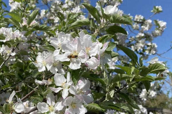 果树秋季开花的原因，高温干旱和湿热多雨交替时容易开出花朵