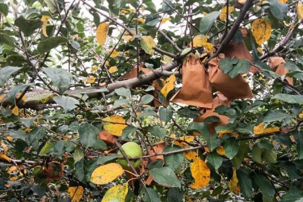 果树秋季开花的原因，高温干旱和湿热多雨交替时容易开出花朵