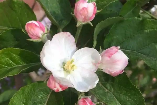 果树秋季开花的原因，高温干旱和湿热多雨交替时容易开出花朵