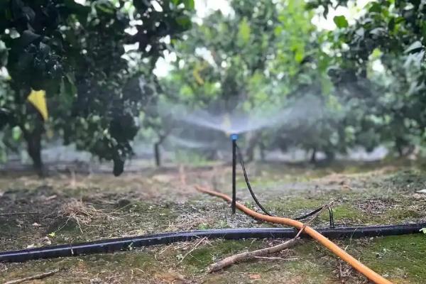 果树秋季开花的原因，高温干旱和湿热多雨交替时容易开出花朵