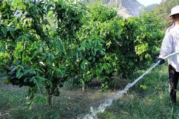 果树秋季开花的原因，高温干旱和湿热多雨交替时容易开出花朵