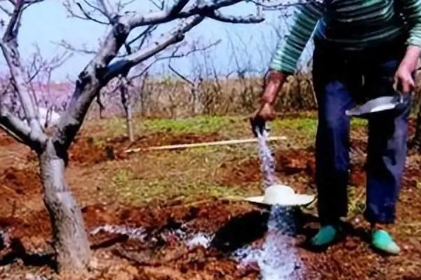 果树秋季开花的原因，高温干旱和湿热多雨交替时容易开出花朵