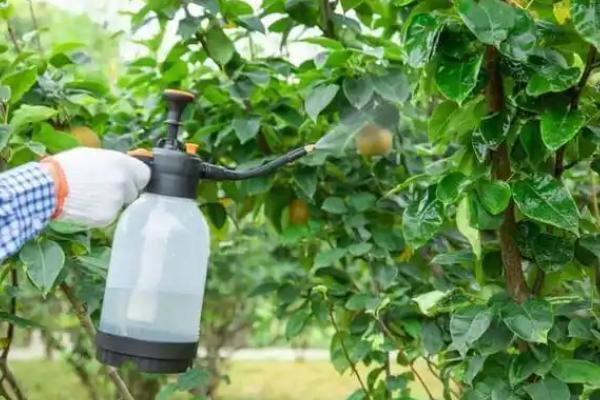 果树秋季开花的原因，高温干旱和湿热多雨交替时容易开出花朵