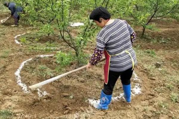 果树秋季开花的原因，高温干旱和湿热多雨交替时容易开出花朵