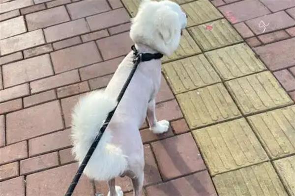 给狗狗剃毛要注意什么，过于剪短容易导致皮肤受到紫外线的伤害
