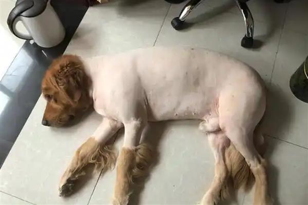 给狗狗剃毛要注意什么，过于剪短容易导致皮肤受到紫外线的伤害