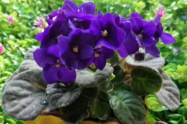 紫罗兰冬季的养护方法，要转移到室内进行养护