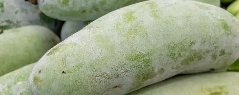 冬瓜挂果就死苗的原因，发生枯萎病会导致叶片萎蔫或全株枯死