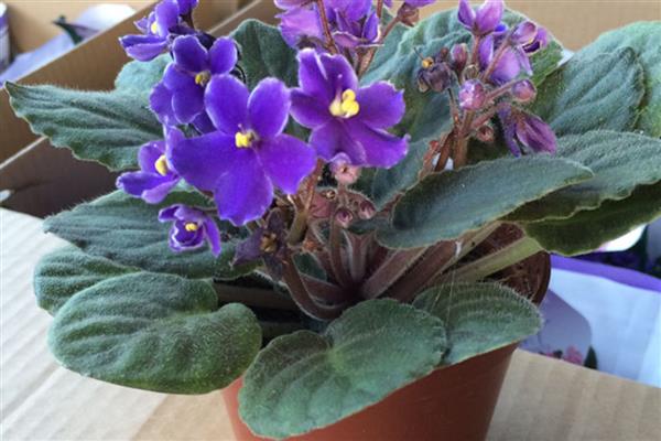 紫罗兰冬季的养护方法，要转移到室内进行养护