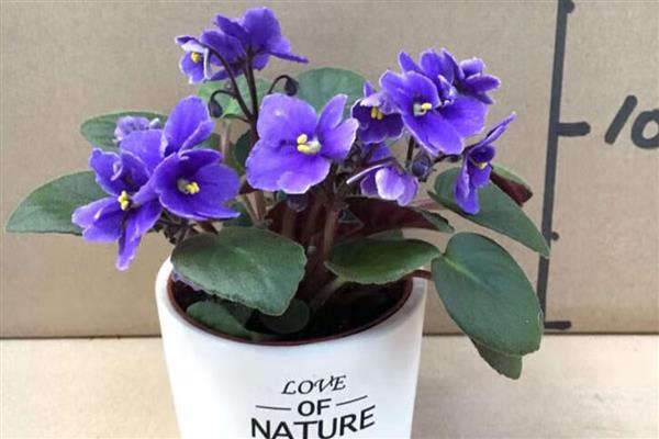 紫罗兰冬季的养护方法，要转移到室内进行养护