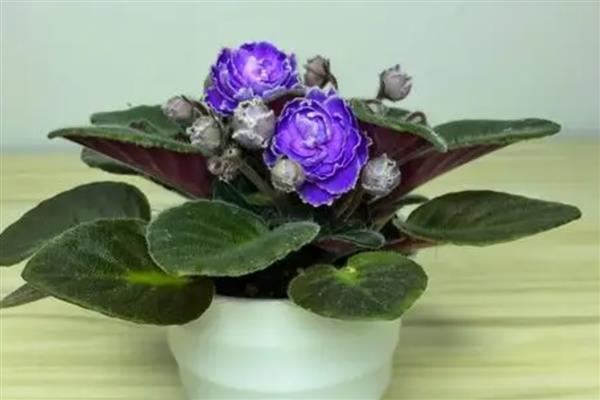 紫罗兰冬季的养护方法，要转移到室内进行养护