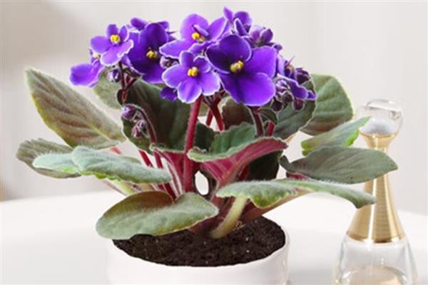 紫罗兰冬季的养护方法，要转移到室内进行养护