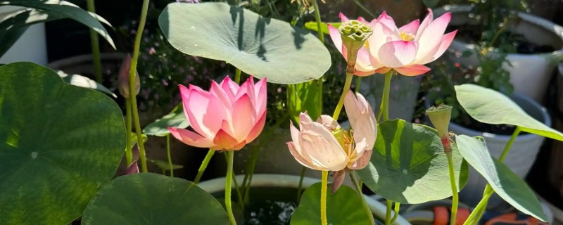 荷花叶缘干枯的原因，可能是施肥不当、缺少水分等因素造成