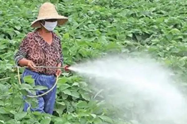 黄豆几叶可以打除草剂，有三个复叶时才打除草剂