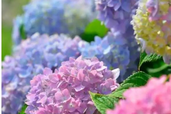 让绣球花变色的办法,可调节土壤的酸碱度