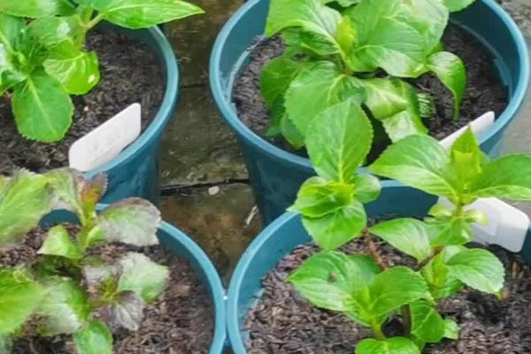 让绣球花变色的办法,可调节土壤的酸碱度