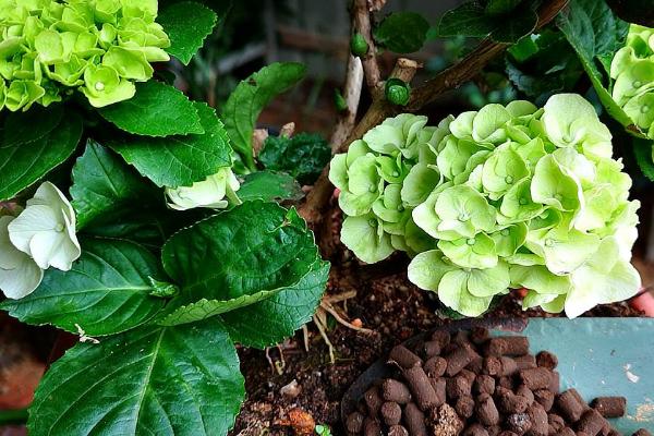 让绣球花变色的办法,可调节土壤的酸碱度