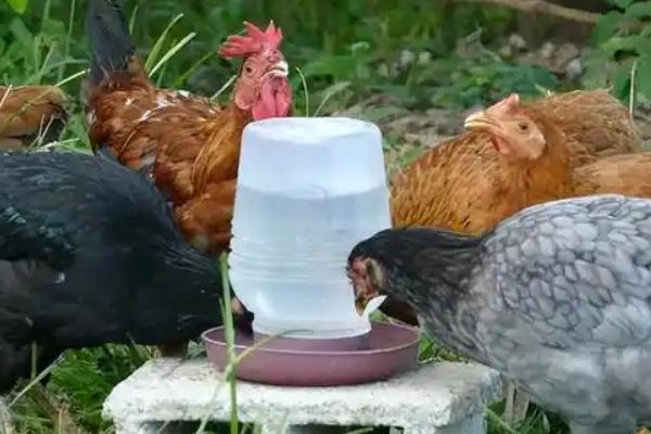 蛋鸡饲料应含有哪些营养成分，不能缺少蛋白质、维生素、矿物质等成分