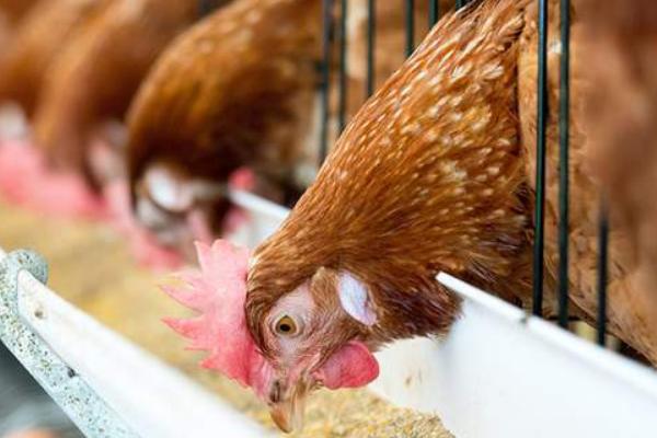 蛋鸡饲料应含有哪些营养成分，不能缺少蛋白质、维生素、矿物质等成分