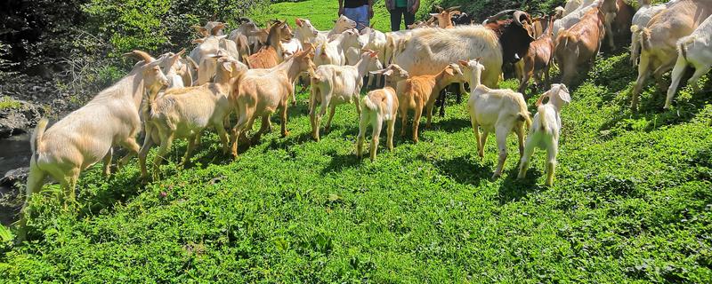 不能大规模养羊的原因,因为管理有难度