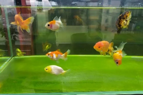 锦鲤合缸后趴缸怎么处理，要将水温和水质调整到原缸的状态
