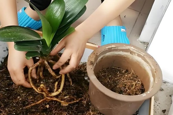 夏季君子兰的最佳生长温度，15-25℃为佳