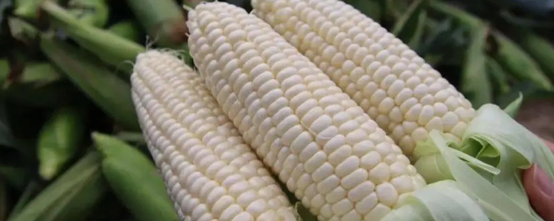 牛奶玉米是不是甜的，牛奶玉米是甜的