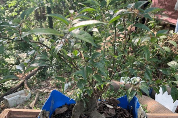 毛冬青简介，是常绿灌木或小乔木