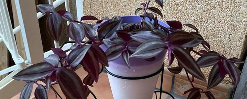 吊竹梅怎样摘心，选在5月下旬到6月中旬进行