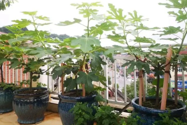 木瓜树盆栽养护方法，放在光线明亮处可促进枝叶生长