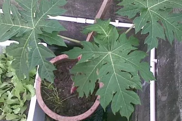 木瓜树盆栽养护方法，放在光线明亮处可促进枝叶生长