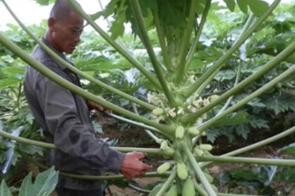 木瓜树盆栽养护方法，放在光线明亮处可促进枝叶生长