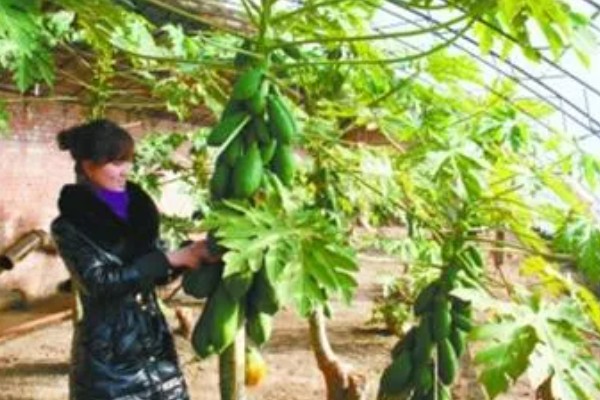 木瓜树盆栽养护方法，放在光线明亮处可促进枝叶生长