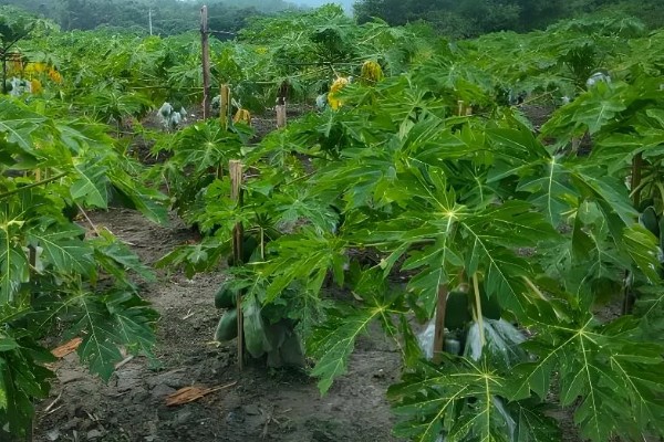 木瓜树盆栽养护方法，放在光线明亮处可促进枝叶生长