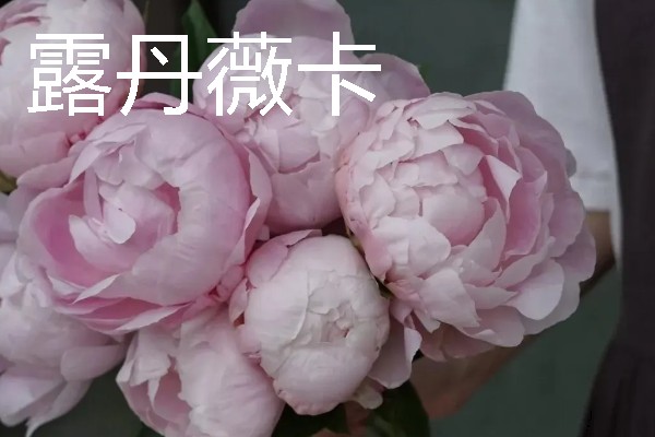 重瓣芍药的醒花方法，根部斜剪放到水中浸泡2-3个小时