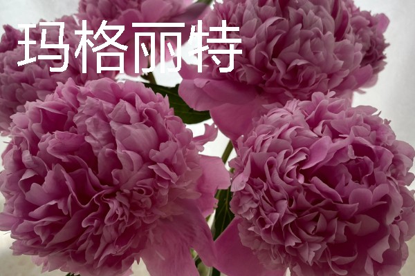 重瓣芍药的醒花方法，根部斜剪放到水中浸泡2-3个小时