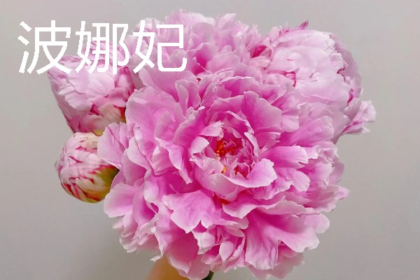 重瓣芍药的醒花方法，根部斜剪放到水中浸泡2-3个小时