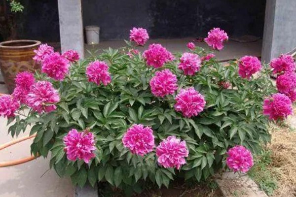 重瓣芍药的醒花方法，根部斜剪放到水中浸泡2-3个小时