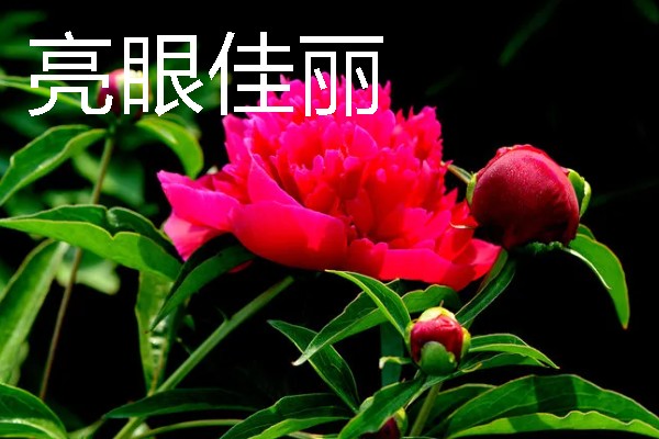 重瓣芍药的醒花方法，根部斜剪放到水中浸泡2-3个小时