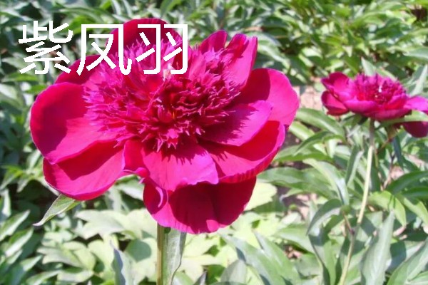 重瓣芍药的醒花方法，根部斜剪放到水中浸泡2-3个小时