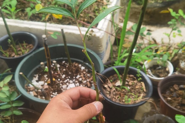 重瓣芍药的醒花方法，根部斜剪放到水中浸泡2-3个小时