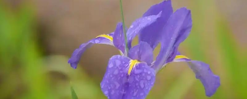 鸢尾的花语是什么,寓意爱的使者、暗中思念等