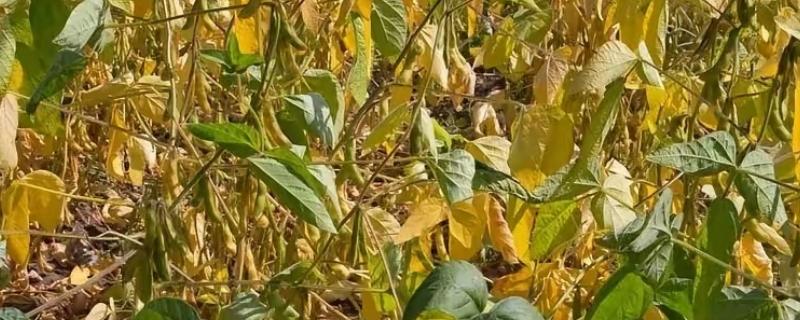 转基因和非转基因的区别,基本构成以及培育方式有区别