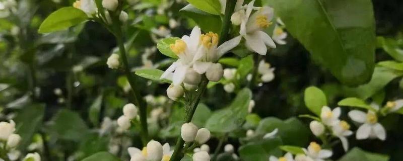 柑橘花芽分化的时间，在每年10月到次年1月