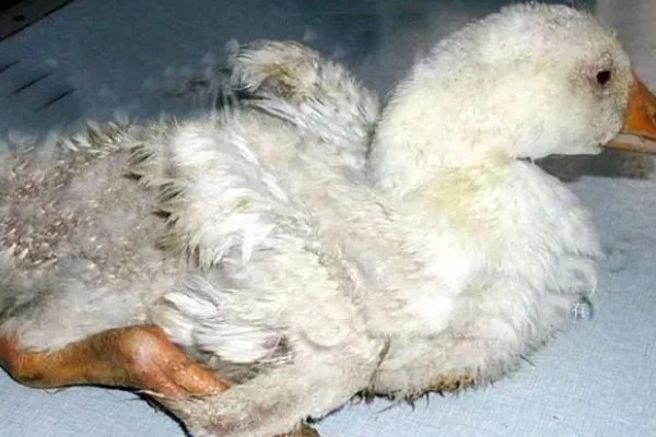 鹅大肠杆菌病的症状，症状取决于发病年龄及部位等
